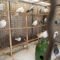 تعداد ۴۰ عدد کبوتر پرشی اصیل تهران