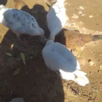 غاز سه تا درجه یک