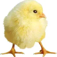 جوجه گوشتی گالیکش