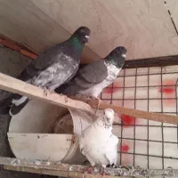 کبوتر شهرستانی تهرانی۱۳۰ هزار