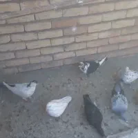 کبوتر|پرنده|چناران, |دیوار