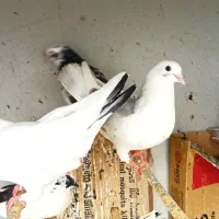 کبوتر