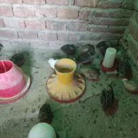 بلدرچین تخمگذار بالغ