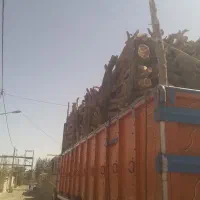 فروش چوب تنه درخت کنده|عمده‌فروشی|مشهد, خواجه ربیع|دیوار