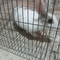 حیوانات مزرعه|حیوانات مزرعه|کوهدشت, |دیوار