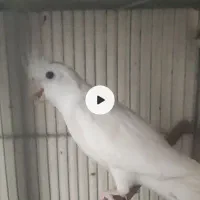 پرنده عروس هلندی البینو نر