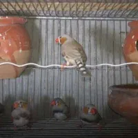 ۴۰جفت فنچ مولد با تخم وجوجه .معاوضه سیستم ماشین