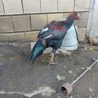 مرغ و خروس لاری دانگ بالا|حیوانات مزرعه|چوبر, |دیوار