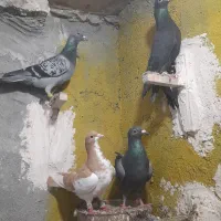 کبوتر|پرنده|مشهد, محمدآباد|دیوار