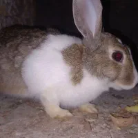 مرغ و خروس جوجه خرگوش لاری|حیوانات مزرعه|مشهد, انقلاب|دیوار