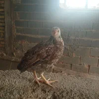 جوجه