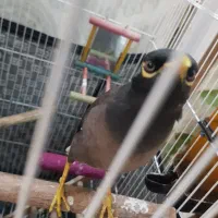 مینا سخنگو|پرنده|تهران, شهرک یاس|دیوار