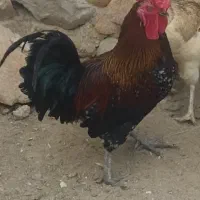 خروس