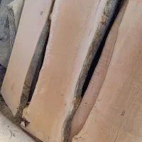 خرید انواع چوب درختان باغی و جنگلی