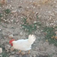 خروس