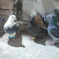 کفترگرفتنی‌‌پرشی