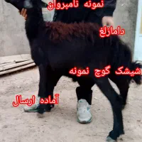 فروش گوچ نمونه نامبروان