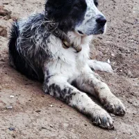 اگهی توله سگ قدرجونی دهن پاک