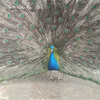 فروش طاووس