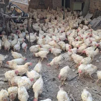 مرغ سفید ماشینی