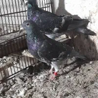 جوجه جوانه سه پری جان آردن خط خون خالص|پرنده|بهنمیر, |دیوار