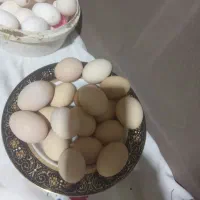 مرغ تخمگذار|حیوانات مزرعه|قدس, شهرقدس|دیوار