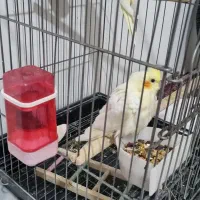 جوجه عروس هلندی|پرنده|محمدیه-قزوین, |دیوار