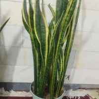 فروش دو گلدون به علت جابجایی