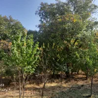 زمین|فروش زمین و ملک کلنگی|ضیاء آباد, |دیوار