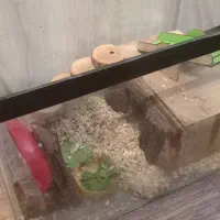 آکواریوم و وسایل همستر