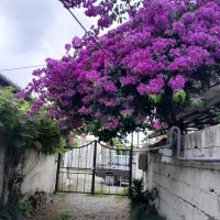 اجاره ویلای  شبانه