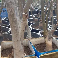 فروش عمده و تکی انواع نهال