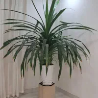 گل طبیعی بسیارزیبا به فروش میرسد