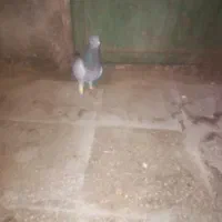 کفتر فروشی سالم