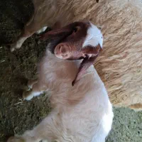 گوسفند بهداشتی