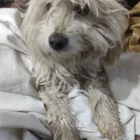 گمشده درمارچین