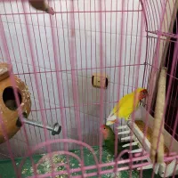 طوطی برزیلی جفت کار داده|پرنده|قزوین, |دیوار