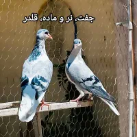 کفتر ساده امری افغانی|پرنده|مشهد, سعد آباد|دیوار