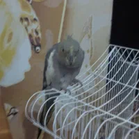 عروس هلندی با قفس|پرنده|ضیابر, |دیوار