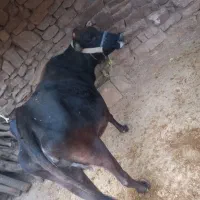 گاو و گوساله نر  بفروش میرسد|حیوانات مزرعه|اندیکا, |دیوار