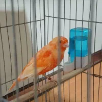 قناری ردفکتور نر بخون