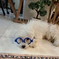 سگ ماده|سگ|شهر ری, تقی آباد|دیوار