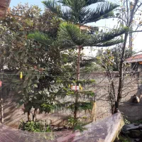 درخت کاج مطبق|گل و گیاه طبیعی|املش, |دیوار