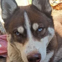 واگذاری هاسکی