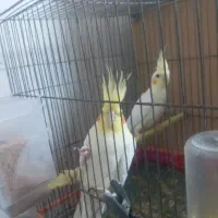 جفت مولدعروس هلندی لونیتیوباپنج جوجه وقفس وتجهیزات|پرنده|مراغه, |دیوار