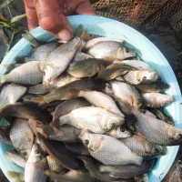 هر استخر یه پرورش ماهی