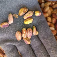 پسته ی پوک و روآبی|عمده‌فروشی|تربت‌حیدریه, پائین ولایت|دیوار