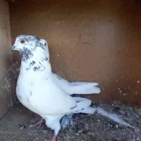 کبوتر کفتر کله دم سبز کاشونی|پرنده|فلاورجان, |دیوار