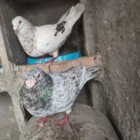 یک جفت سار با جوجه
