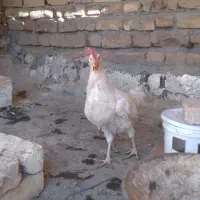 مرغ ماشینی تخم گذار سرحال|حیوانات مزرعه|قم, لسانی|دیوار
